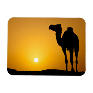 Silhouette av en vildkamel på solnedgången magnet