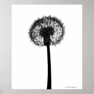 Silhouette av maskrosen poster