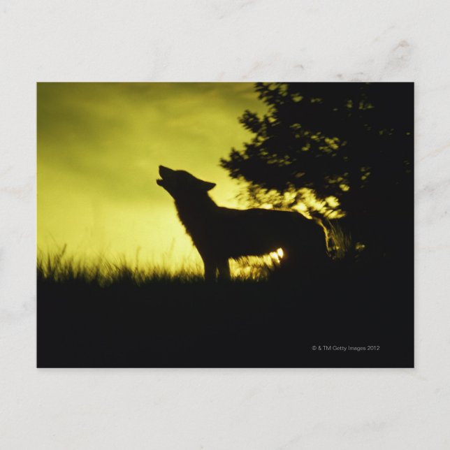 Silhouette av varg vykort (Framsida)