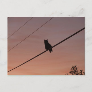 Silhouette Beauty Vykort