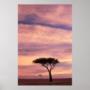 Silhouette-bild av akacia träd vid soluppgången poster