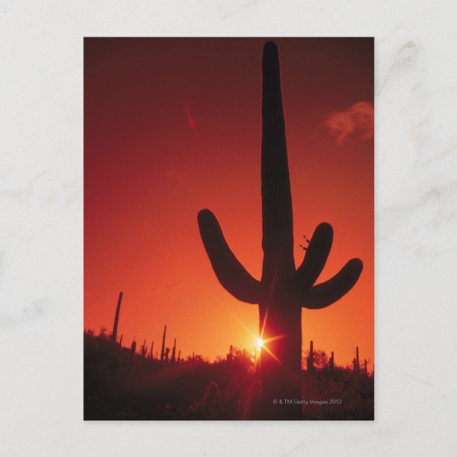 Silhouette cactus in dusk , Saguaro National Vykort (Framsida)