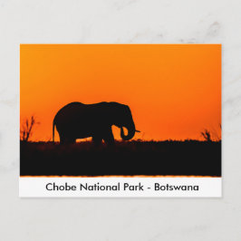 Silhouette, en elefant Bull i Sunset Vykort
