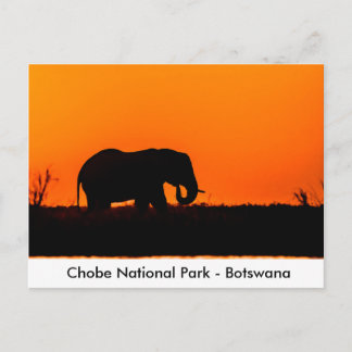 Silhouette, en elefant Bull i Sunset Vykort