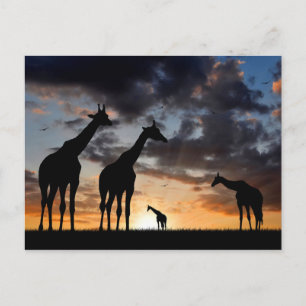 silhouette för giraff för solnedgångsafarivild vykort