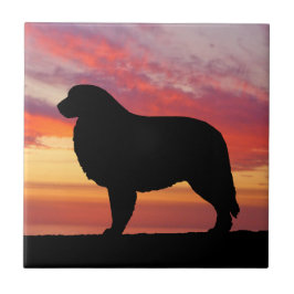 Silhouette för underbara Pyrenees Kakelplatta