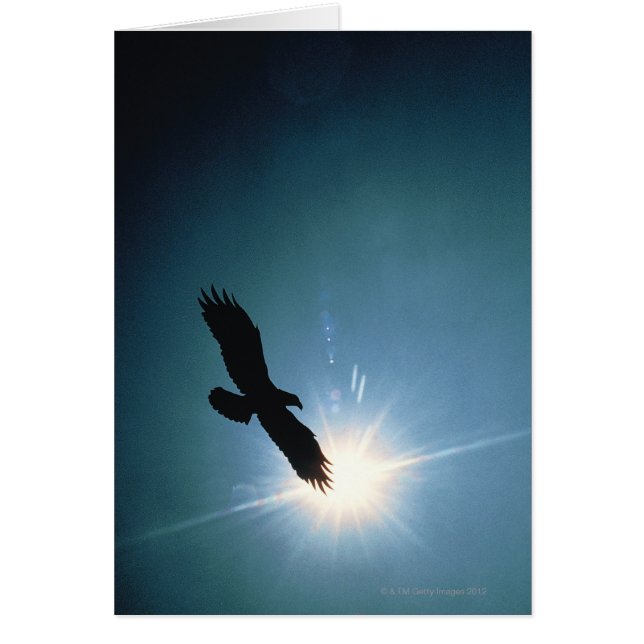 Silhouette från örn som flyger i himlar hälsningskort (Framsidan)