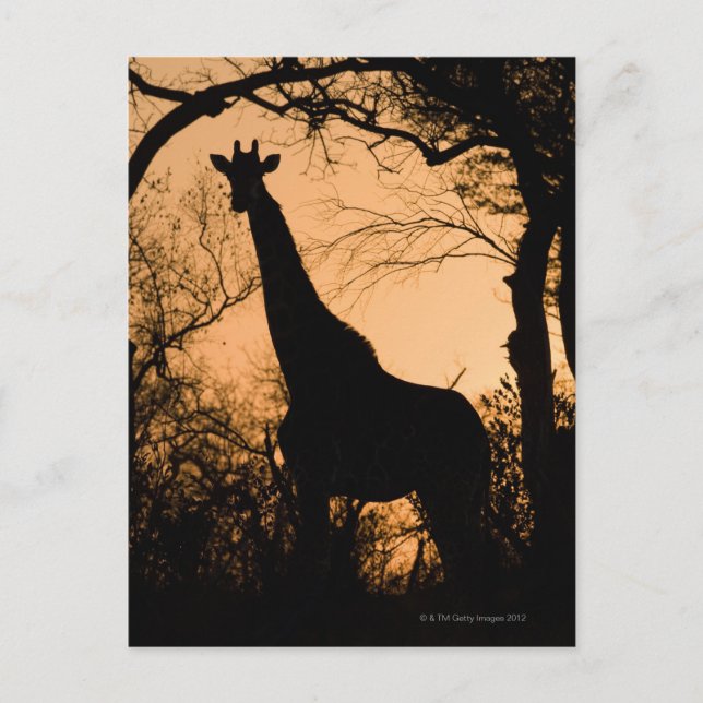 Silhouette (Giraffa camelopardalis) Vykort (Framsida)