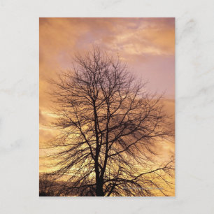Silhouette i Träd med Rosa och Orange Himlar Vykort