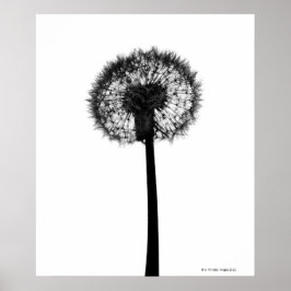 Silhouette of dandelion poster