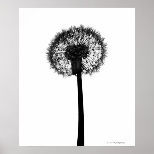 Silhouette of dandelion poster (Framsidan)