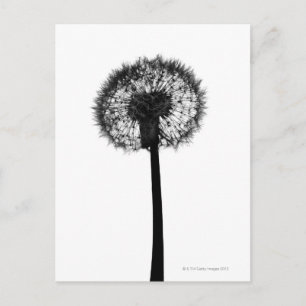 Silhouette of dandelion vykort