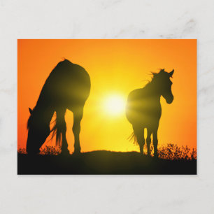 Silhouette of Two Horses at Sunset Vykort