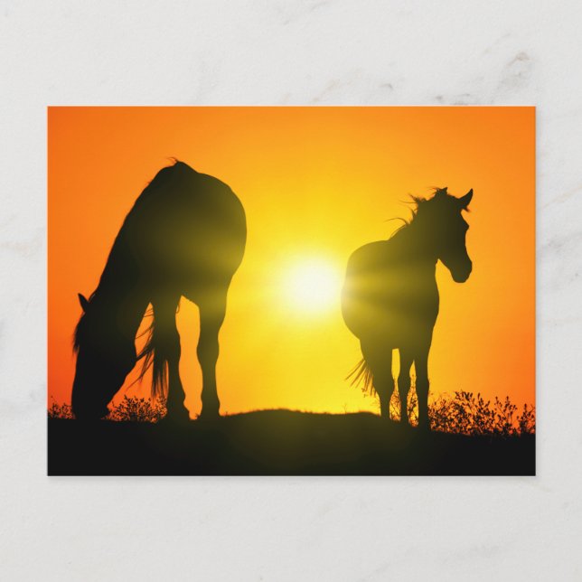 Silhouette of Two Horses at Sunset Vykort (Framsida)