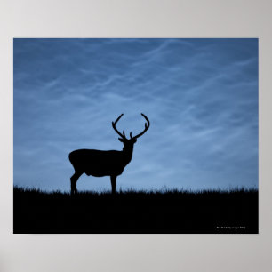 Silhouetted röd hjortfullvuxen hankronhjort på poster