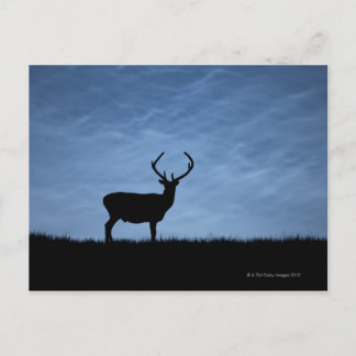 Silhouetterad Red Hjort Stag på natten Vykort