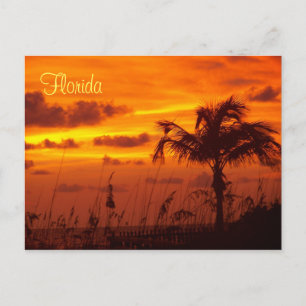 Silhouettes of Florida Vykort