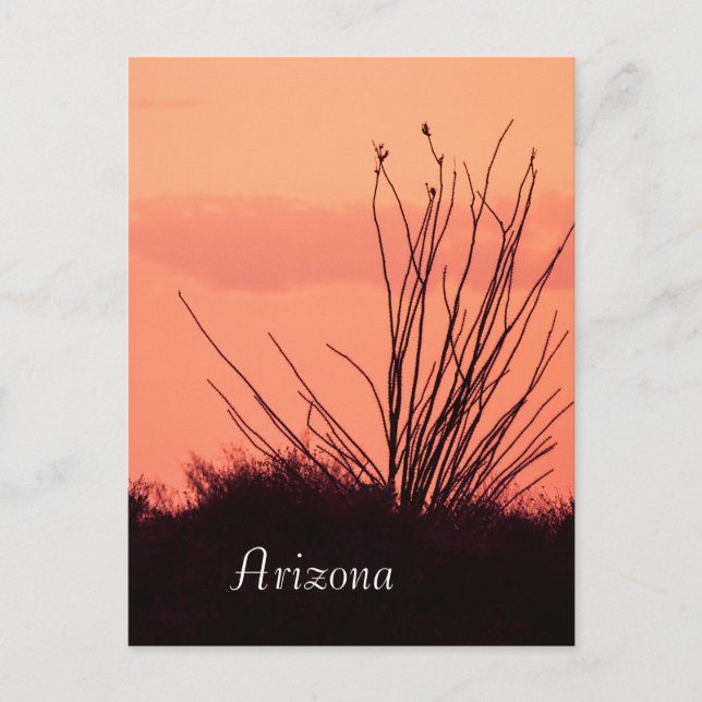Silhuett av en ocotillo Arizona Vykort (Framsida)