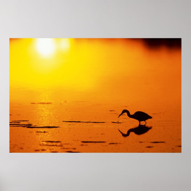 Silhuett av häger vid solnedgång, Florida Poster (Framsidan)