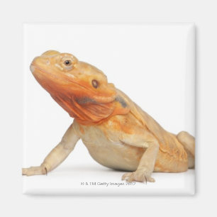 SilkBacks scaleless skäggig drake - Pogona Magnet