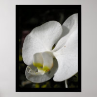 Silke orchid Floral Photography Poster