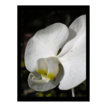 Silke orchid Floral Photography Poster