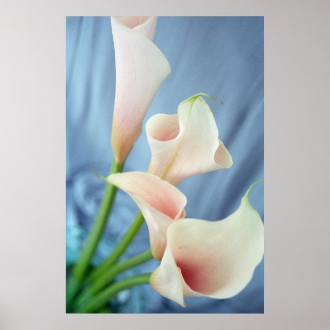 Silke Parad White Calla Lily Photography Poster (Framsidan)