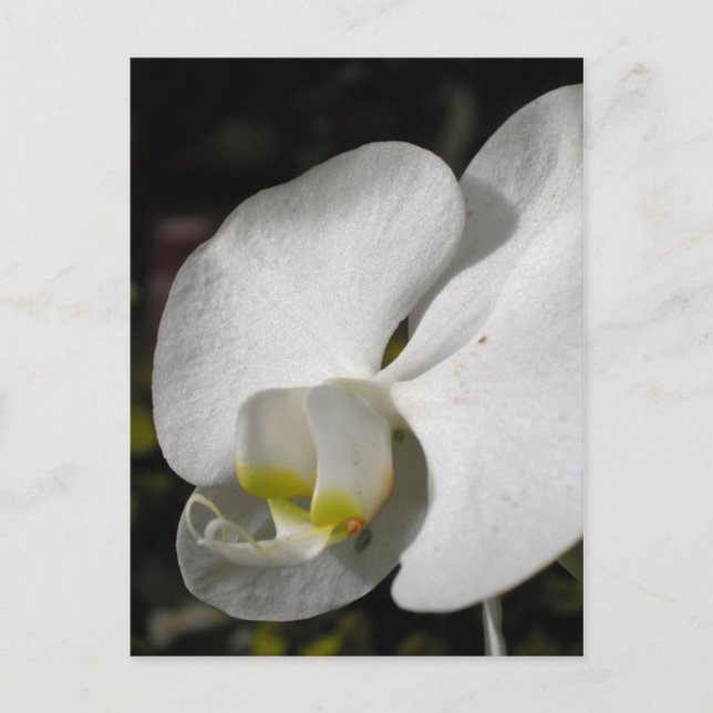 Silke - vita Orkidéer - vykort (Framsida)