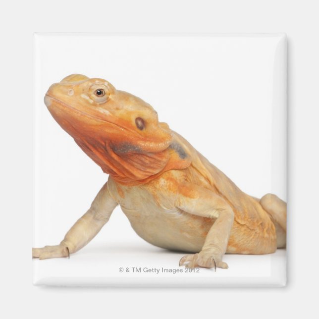 SilkeBackor skallös böjd drake - Pogona Magnet (Framsidan)