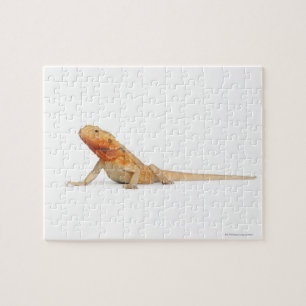SilkeBackor skallös böjd drake - Pogona Pussel