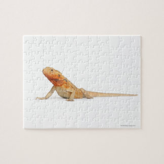 SilkeBackor skallös böjd drake - Pogona Pussel
