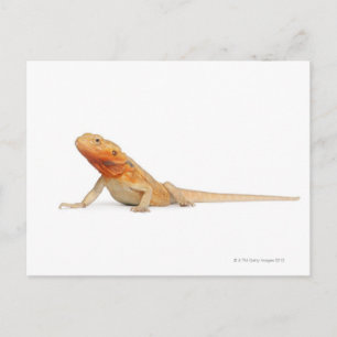 SilkeBackor skallös böjd drake - Pogona Vykort