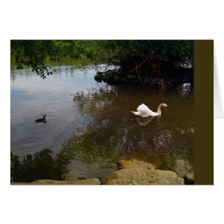 Silken Svan-kort Hälsningskort