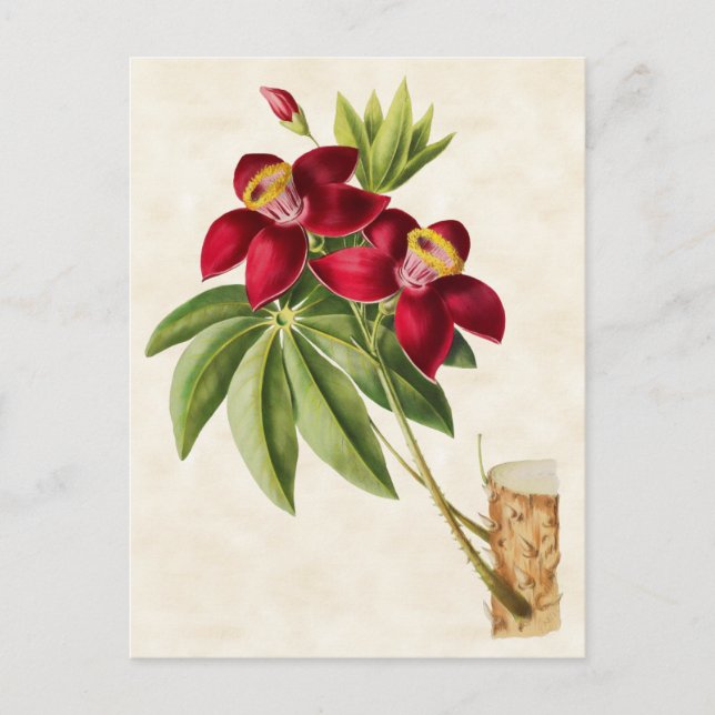 Silkesbomullsträd Vintage Botanisk Vykort (Framsida)