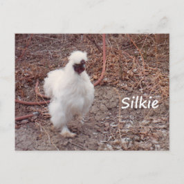 Silkie Bantam Chicken vykort