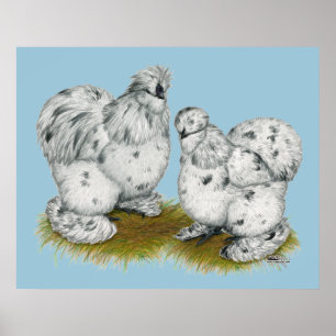 Silkie Bantam Stänk Chickens Poster