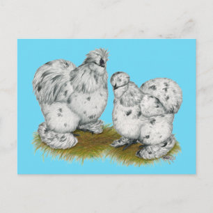 Silkie Bantam Stänk Chickens Vykort