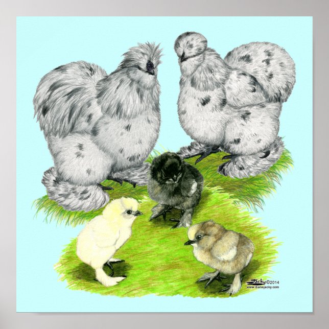 Silkie Bantam Stänk-familjen Poster (Framsidan)