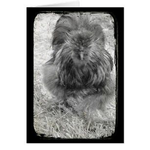 Silkie Hälsningskort