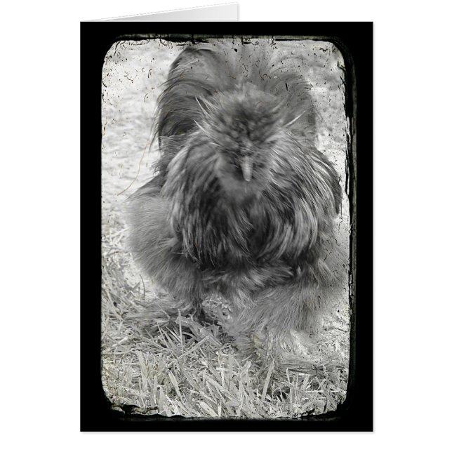 Silkie Hälsningskort (Framsidan)