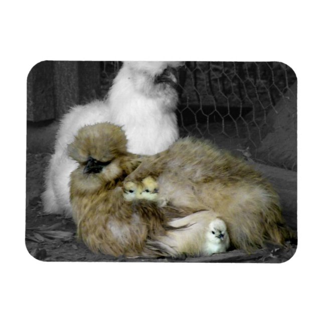 Silkie Hens med Chickar Peeking ur fjädrar Magnet (Horisontell)