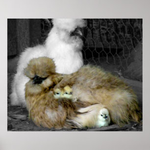 Silkie Hens med Chickar Peeking ur fjädrar Poster