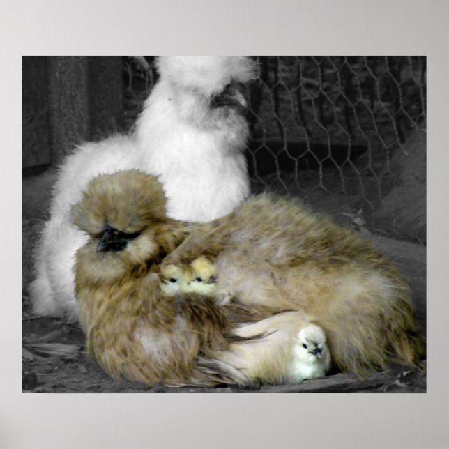 Silkie Hens med Chickar Peeking ur fjädrar Poster (Framsidan)