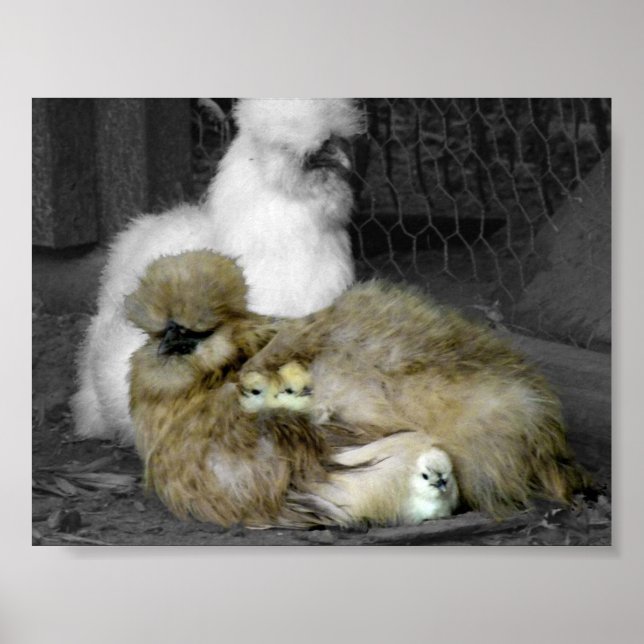 Silkie Hens med Chickar Peeking ur fjädrar Poster (Framsidan)