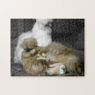 Silkie hönor med chickar som kikar ut ur fjädrar pussel