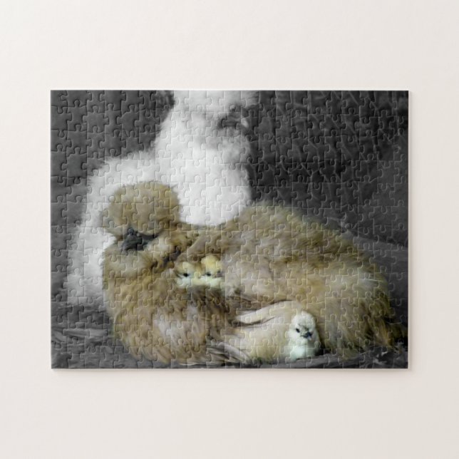 Silkie hönor med chickar som kikar ut ur fjädrar pussel (Horisontell)