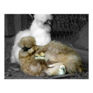 Silkie-höns med Chickar som plockar ur fjädrar Fototryck