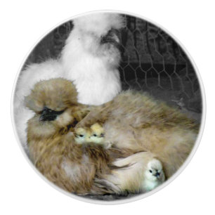 Silkie-höns med Chickar som plockar ur fjädrar Knopp