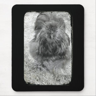 Silkie Musmatta