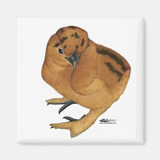 Silkie Red Chick Magnet (Framsidan)
